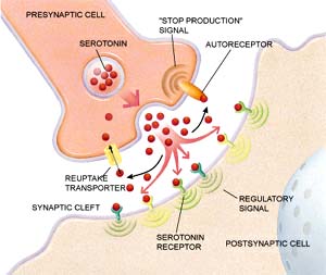 THE SEROTONIN IS BEAT GOOD